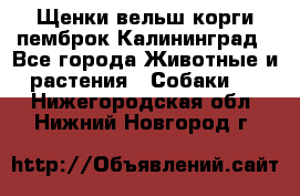 Щенки вельш корги пемброк Калининград - Все города Животные и растения » Собаки   . Нижегородская обл.,Нижний Новгород г.